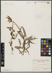 Foto von Salix acmophylla Boiss.